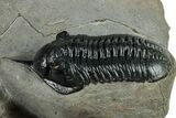 Pair Of Morocconites Trilobites - Ofaten, Morocco #260370-2